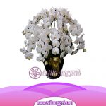 Anggrek Bulan Putih 10 untai –