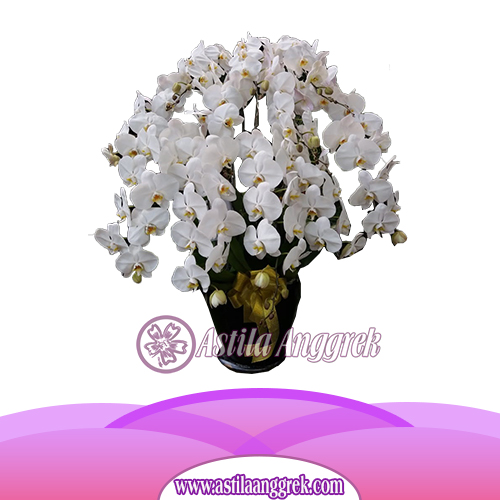 Anggrek Bulan Putih 10 untai –