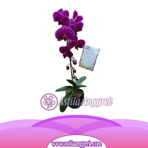 anggrek ungu 1 untai-2