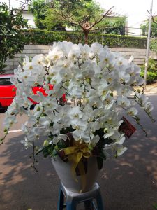 Toko Bunga Anggrek Terlengkap di Jakarta