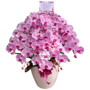 AS AGR-029