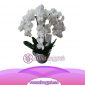 Bunga Anggrek Bulan AS AGR-006