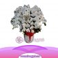 Bunga Anggrek Bulan AS AGR-019