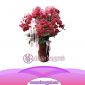 Bunga Anggrek Bulan Novelty AS AGR-011