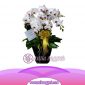 Bunga Anggrek Bulan Novelty AS AGR-012