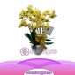Bunga Anggrek Bulan Novelty AS AGR-016