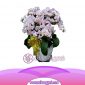 Bunga Anggrek Bulan Novelty AS AGR-018