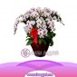 Bunga Anggrek Bulan Novelty AS AGR-021
