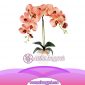 Bunga Anggrek Latex Artificial AS AGRL-004