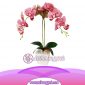 Bunga Anggrek Latex Artificial AS AGRL-005