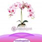Bunga Anggrek Latex Artificial AS AGRL-006