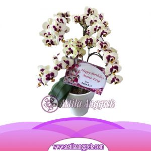 Bunga Anggrek Latex Artificial AS AGRL-008