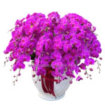 AS AGR-022