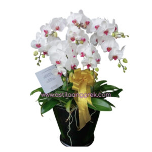 AS AGR-012