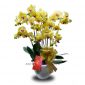 Hampers Anggrek Imlek Fortune 1