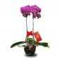 Hampers Anggrek Imlek Hoki 3