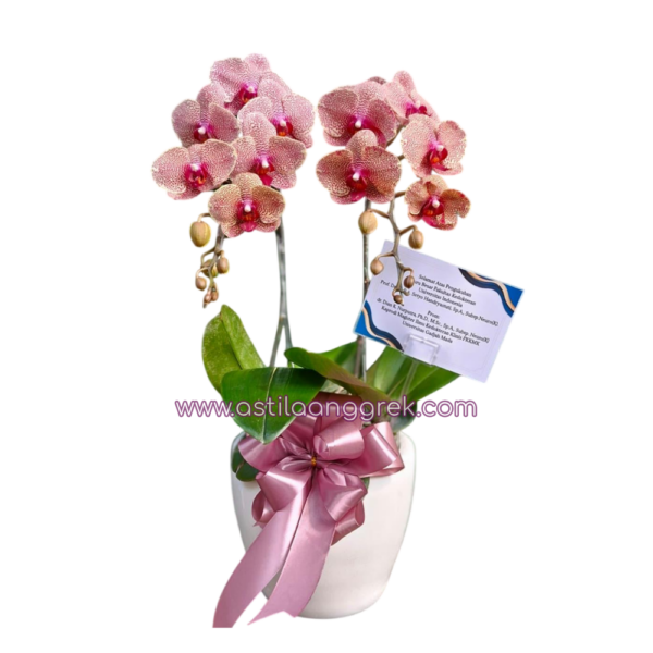 AS AGR-037 Bunga Anggrek Bulan AS AGR-037 Bunga Anggrek Bulan
