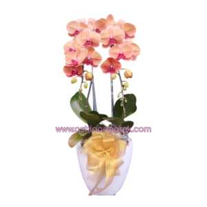AS AGR-004