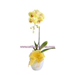 AS AGR-036 Bunga Anggrek Bulan